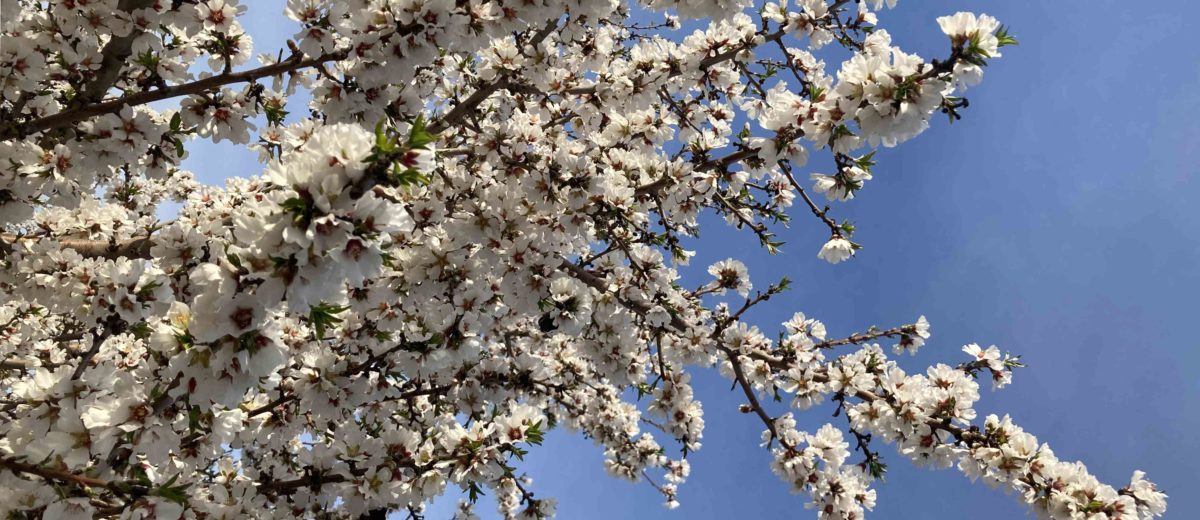 Almond Blossoms in the California Central Valley