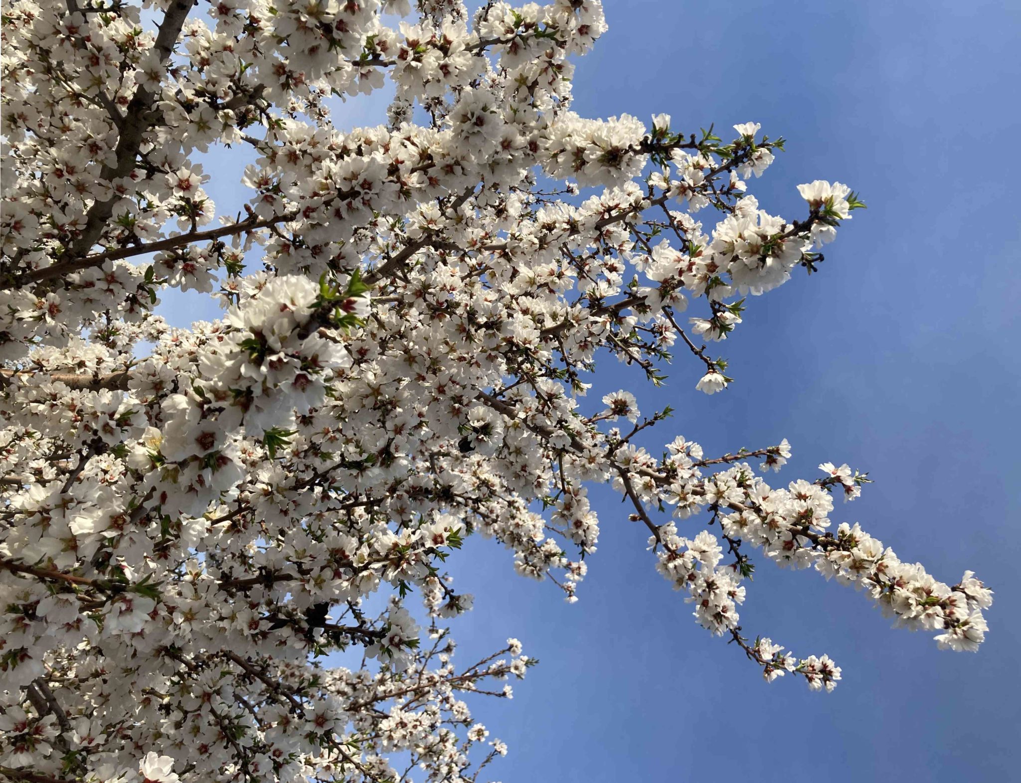 Almond Blossoms in the California Central Valley