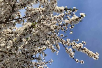 Almond Blossoms in the California Central Valley