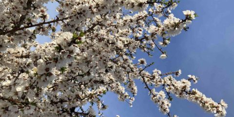 Almond Blossoms in the California Central Valley
