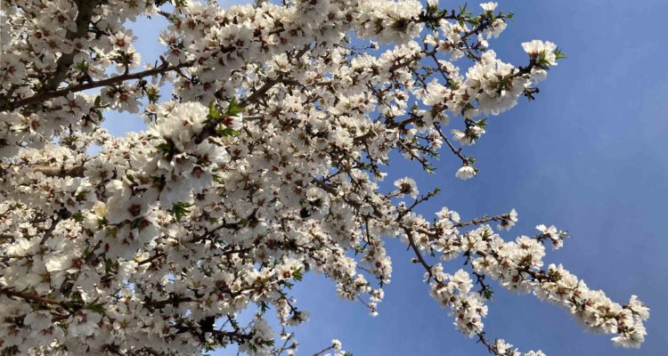 Almond Blossoms in the California Central Valley